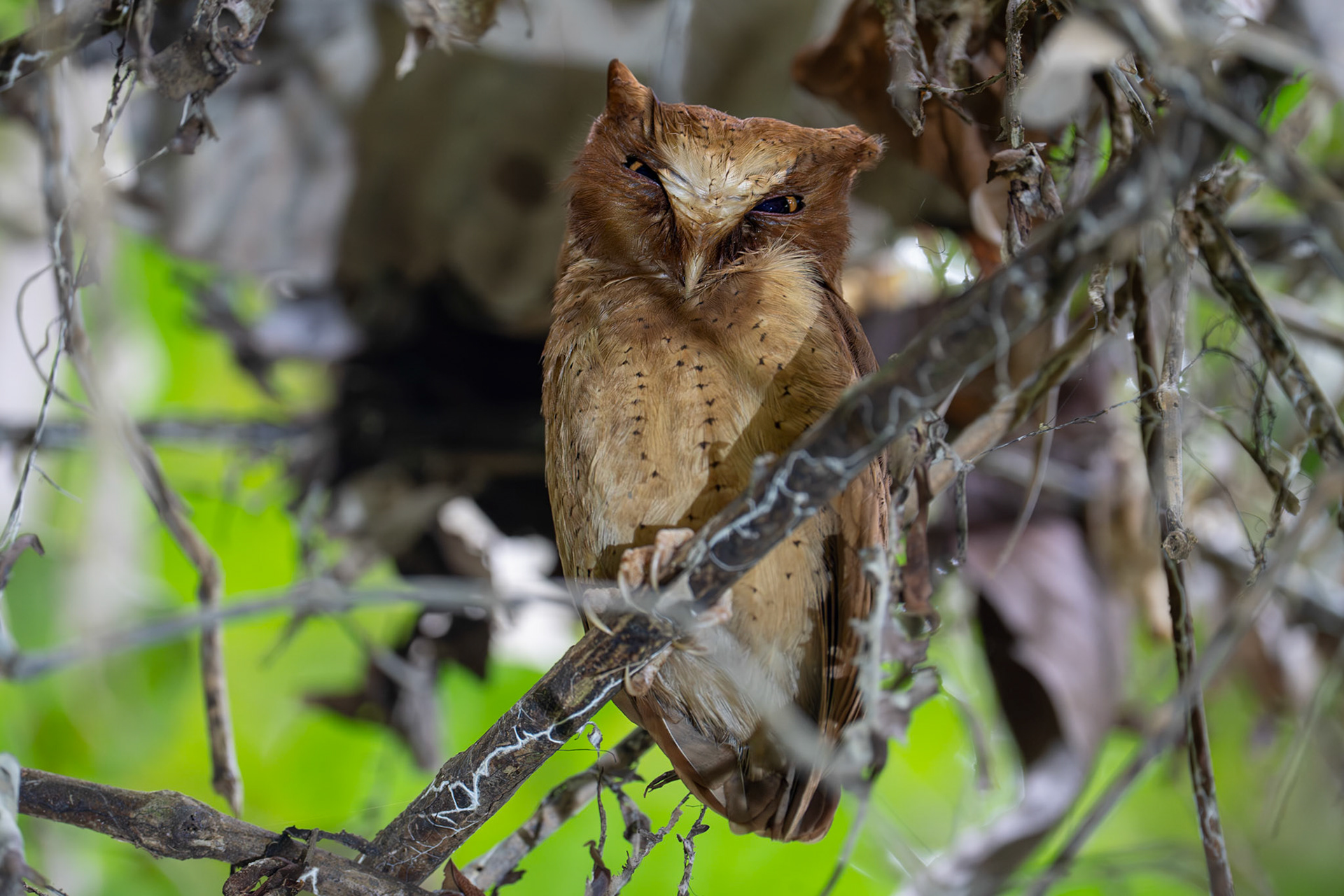 Serendib Scops Owl / Ceylondvärguv, Kitulgala, Sri Lanka 2025