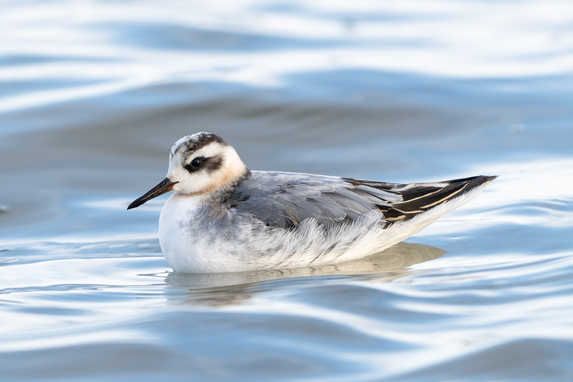 Brednäbbad simsnäppa / Red Phalarope, Vombsjön 2022