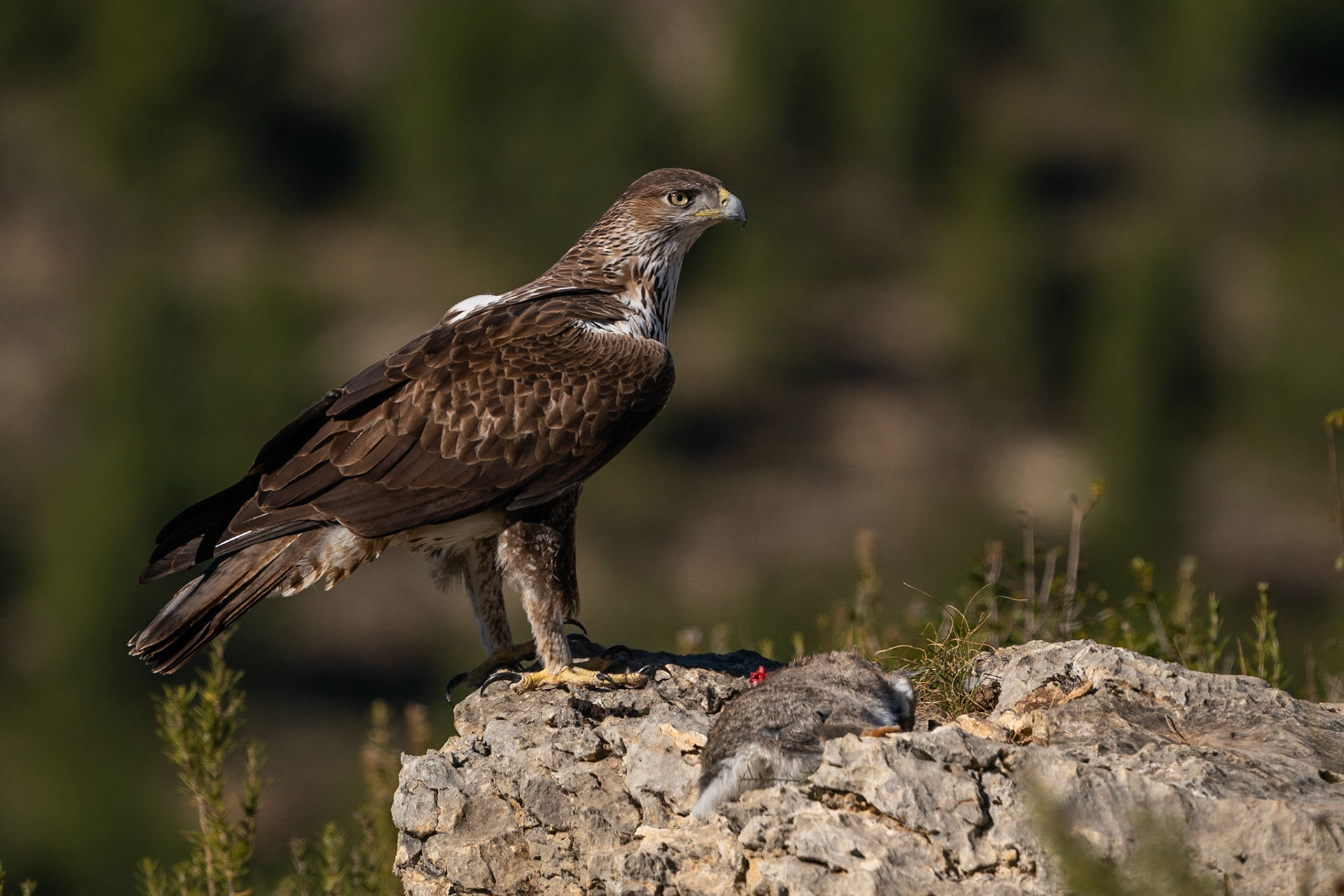 Hökörn / Bonelli's Eagle, Losa del Obispo, Spanien 2022