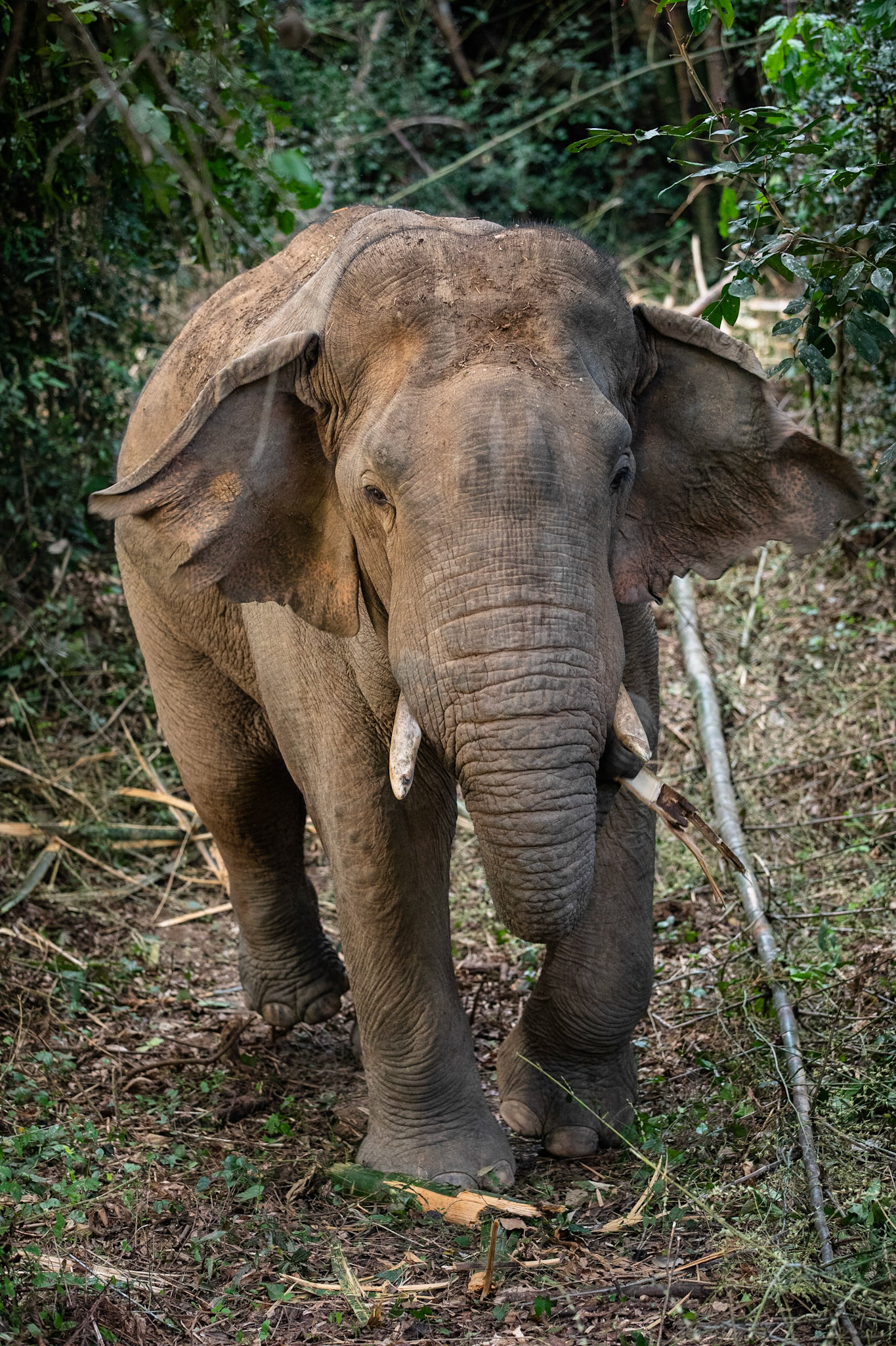 Asiatisk elefant / Asian Elephant, Pala U, Thailand 2018