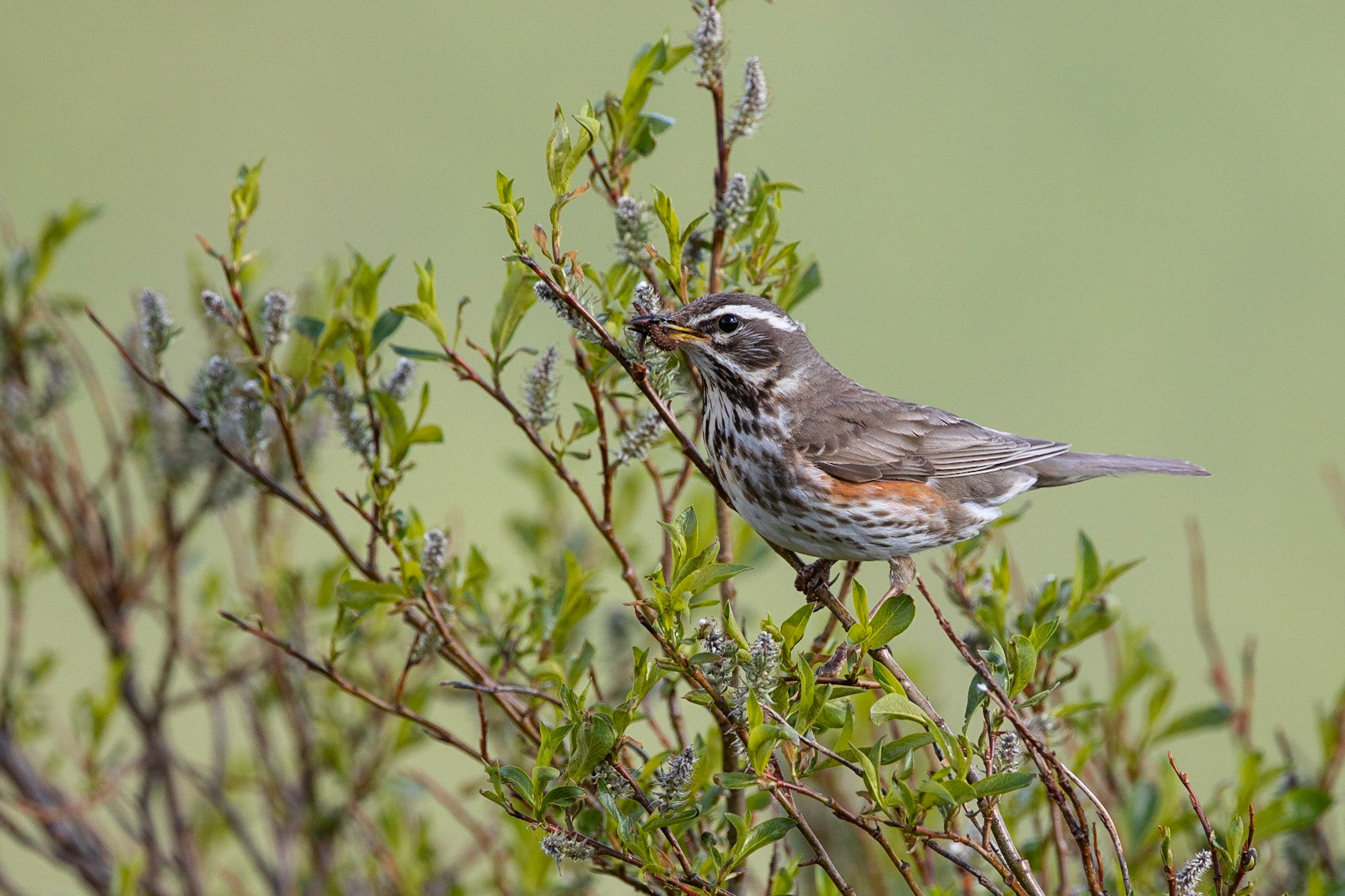 Rödvingetrast / Redwing, Abisko Nationpark 2018