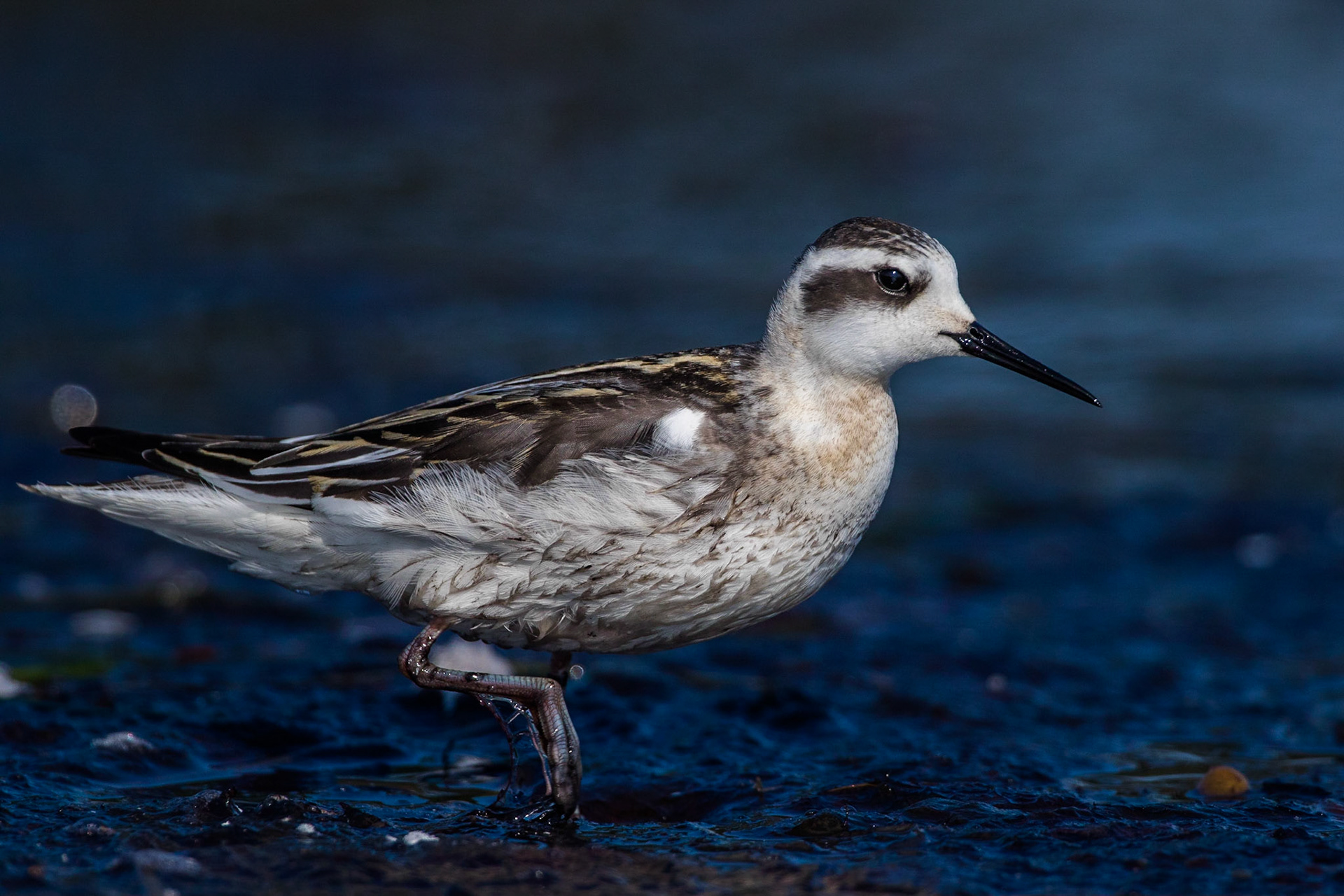 Smalnäbbad simsnäppa / Red-necked Phalarope, Skillinge 2017