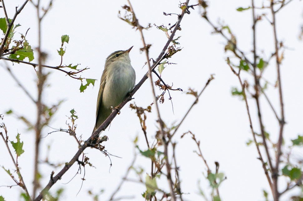 Nordsångare / Arctic Warbler, Abisko 2022