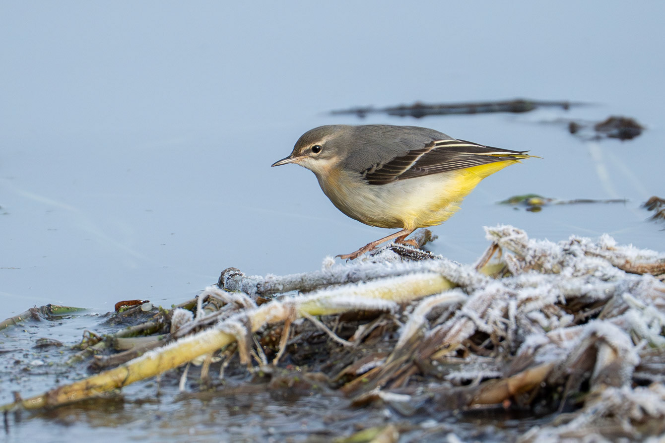 Forsärla / Grey Wagtail, Lunds reningsverk 2025