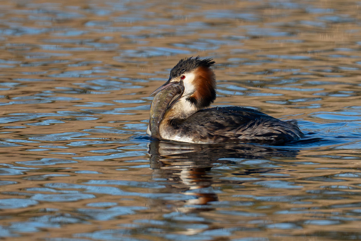 Great Crested Grebe / Skäggdopping, Lunds reningsverk 2026
