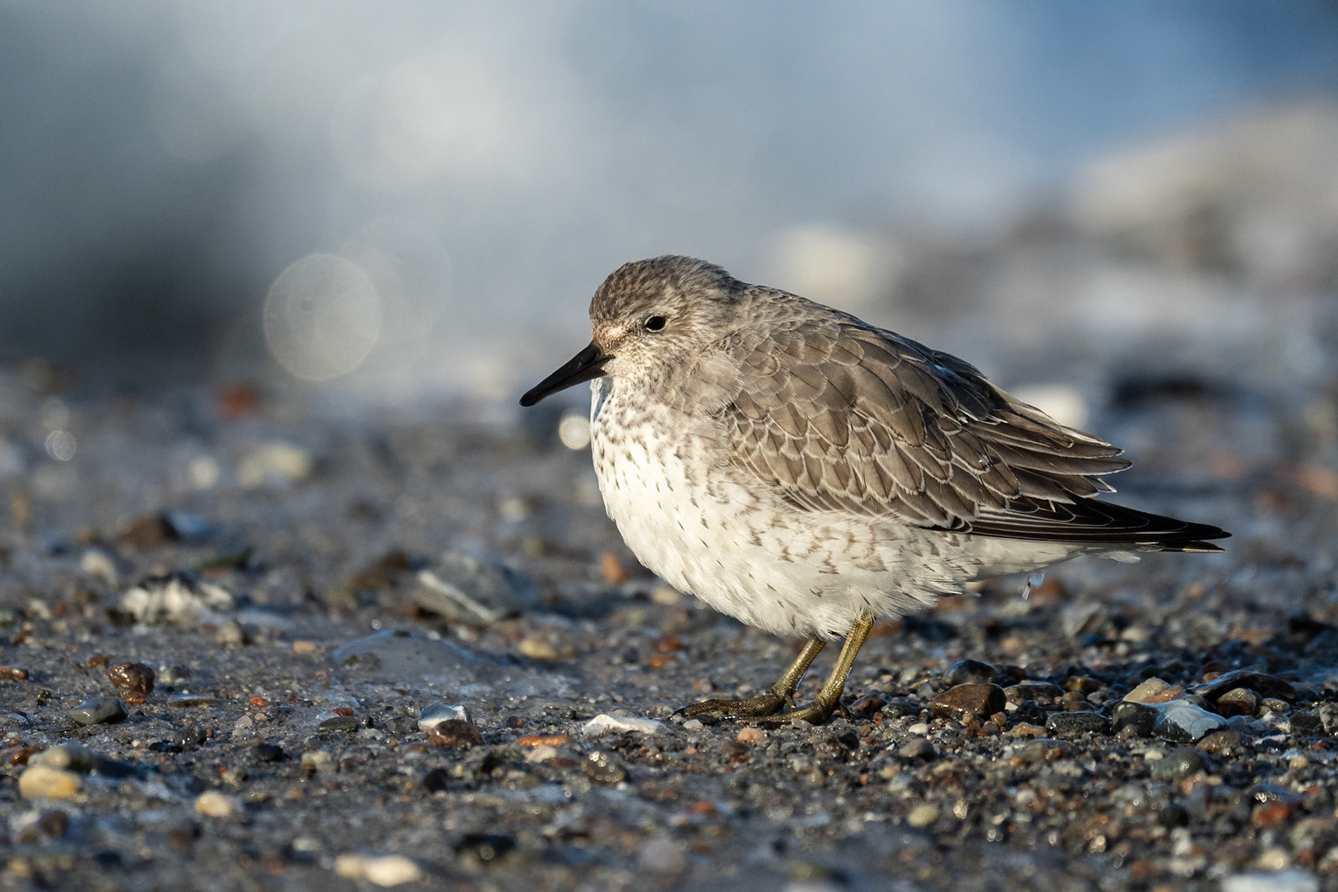 Kustsnäppa / Red Knot, Skanör 2024