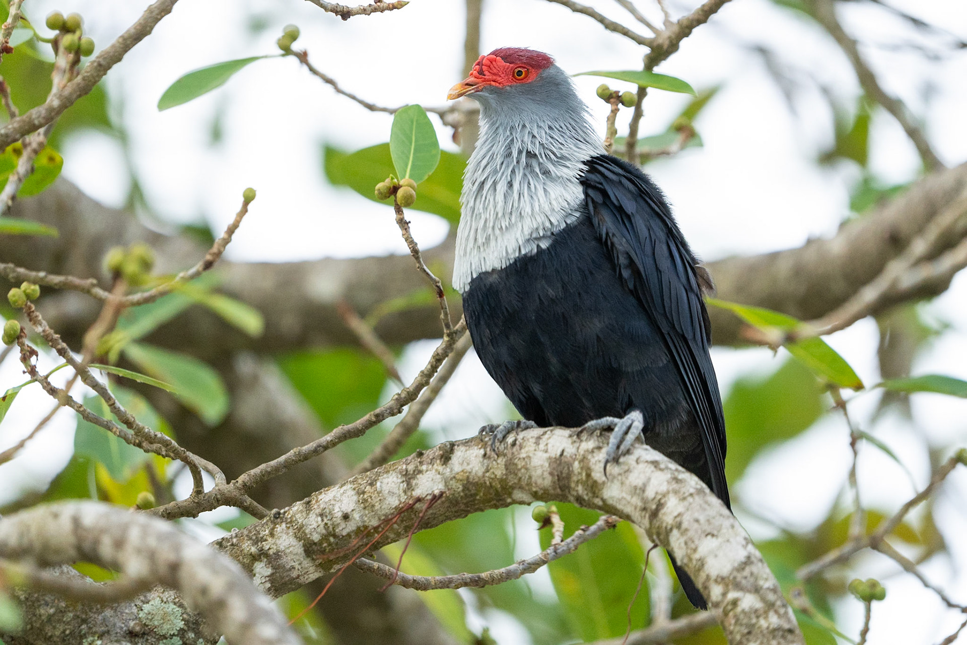 Seychellblåduva / Seychelles Blue Pigeon, Anse Kerlan, Praslin Seychelles 2023