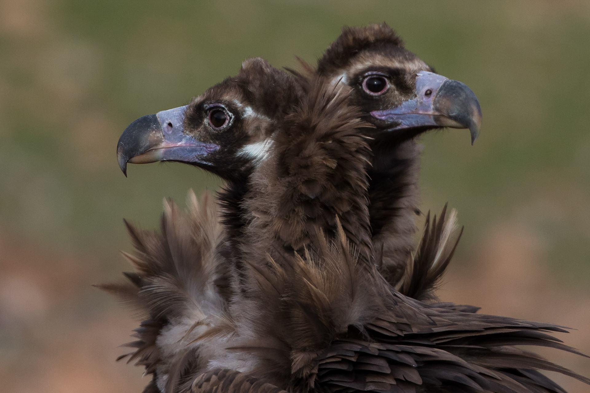 Grågam / Euroasian Black Vulture, Boumort Spanien 2017