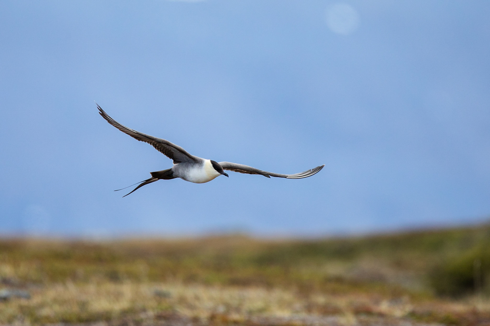 Fjällabb / Long-tailed Jaeger, Slåttajåkka Abisko 2018