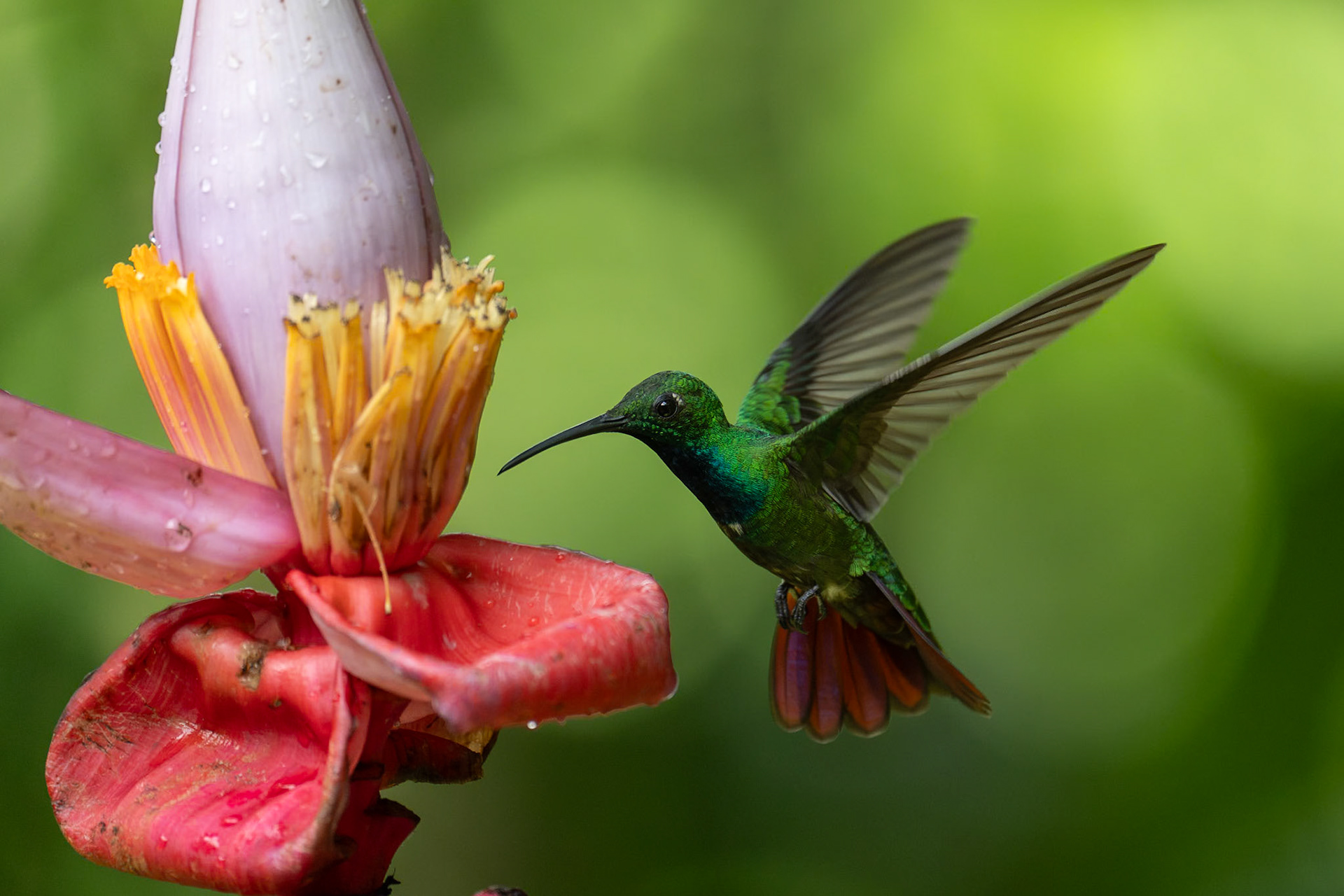 Green-breasted Mango / Grönbröstad mango, Plumas y Picos, Costa Rica 2024