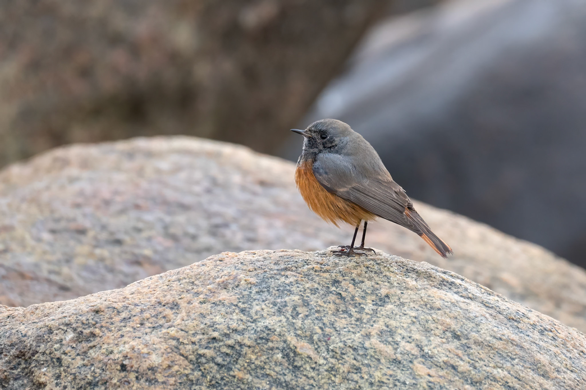 Svart rödstjärt / Black Redstart (phoenicuroides/murinus), Långören Höganäs 2025