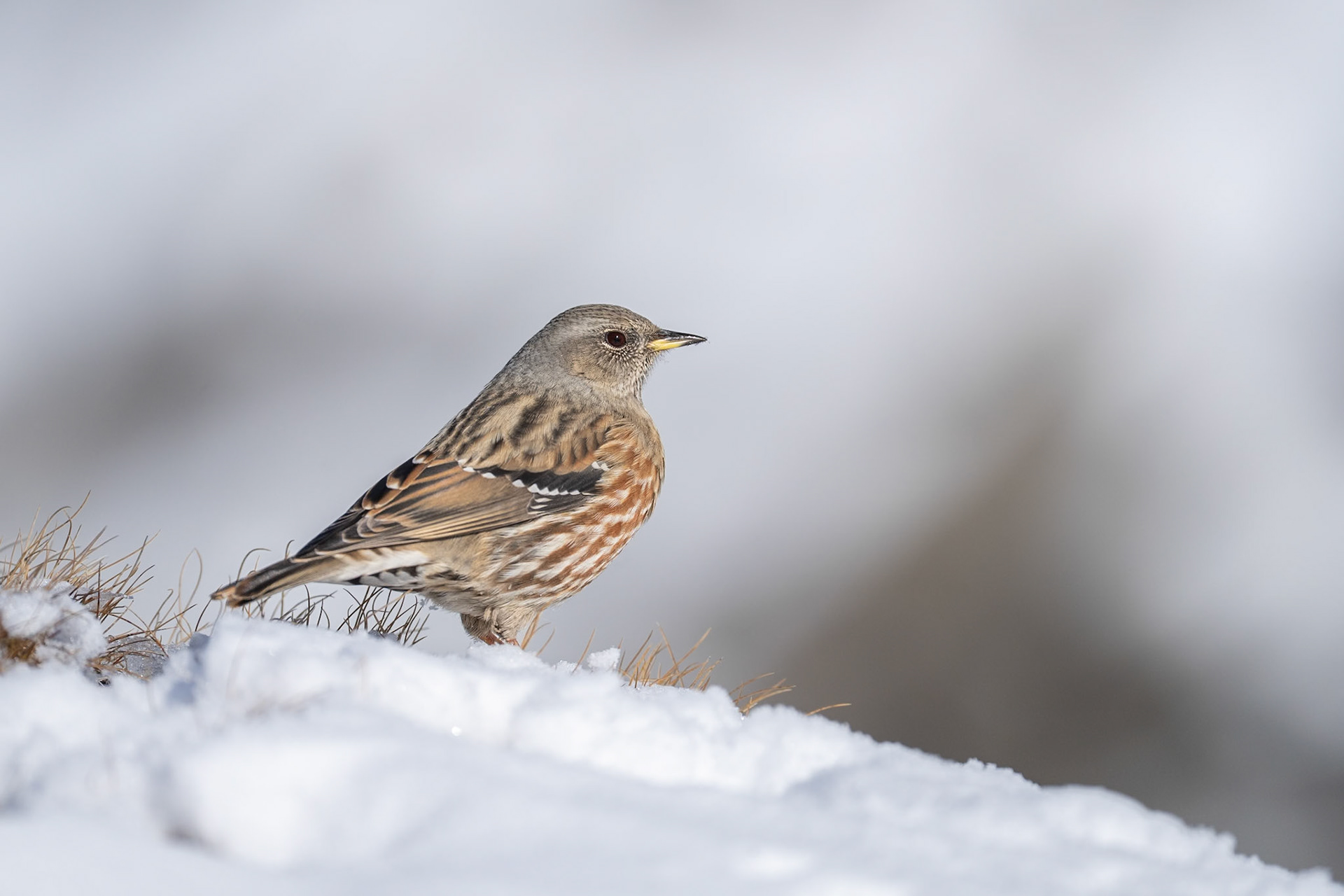 Alpjärnsparv / Alpine Accentor, Gemmipass Switzerland 2025