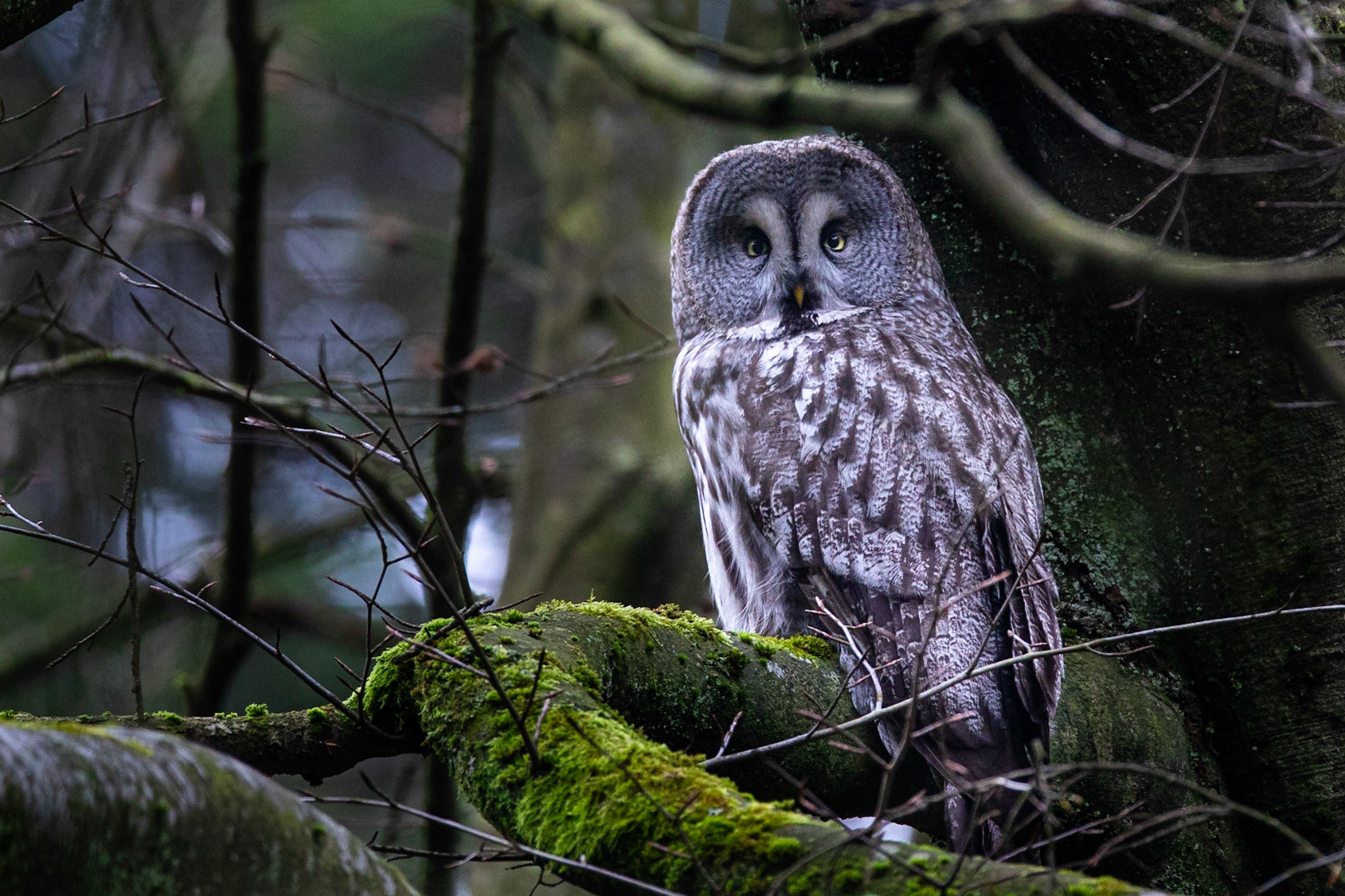 Lappuggla / Great Grey Owl, Traneröds mosse 2020
