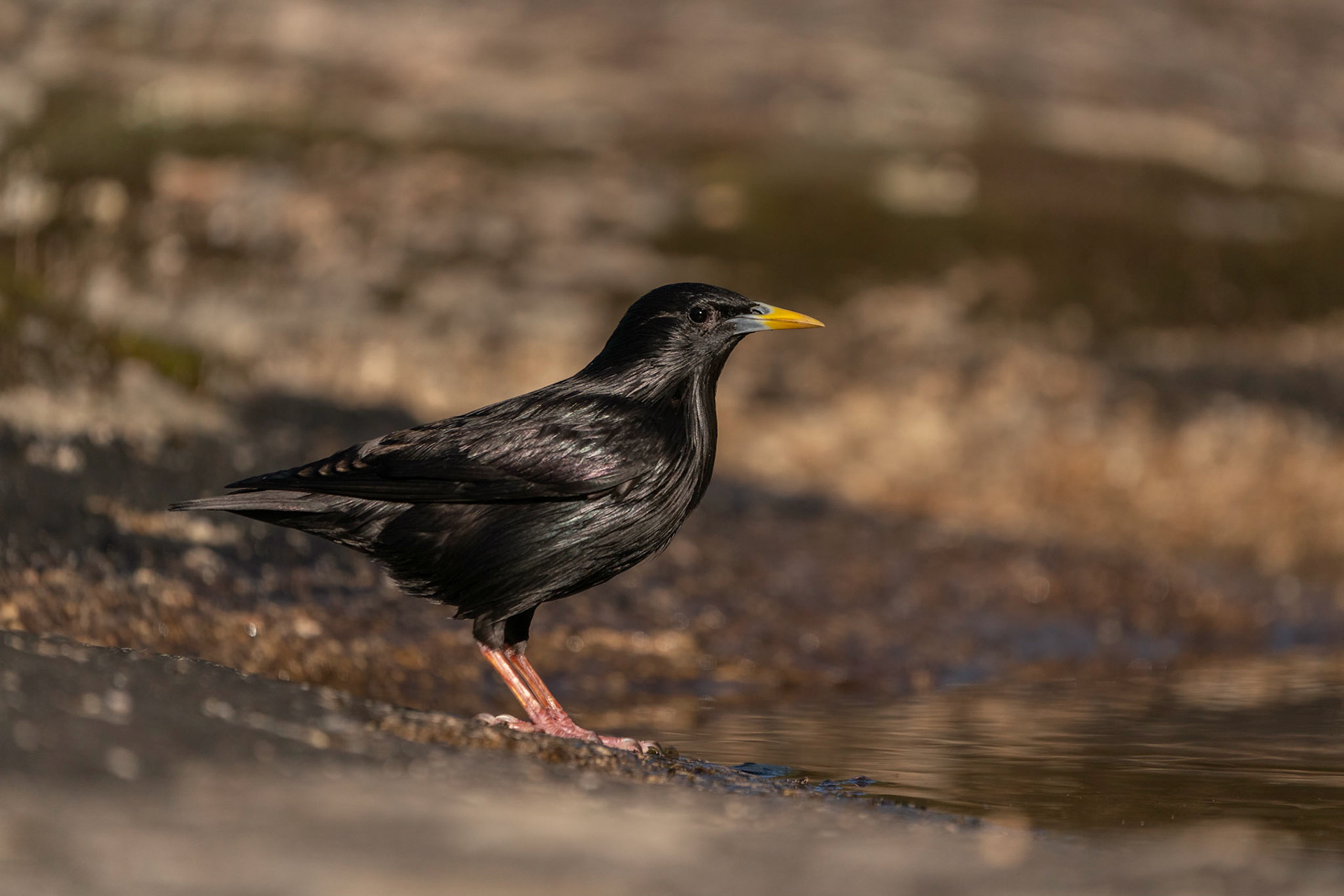 Svartstare /  Spotless Starling, Sierra du Andujar, Spanien 2022