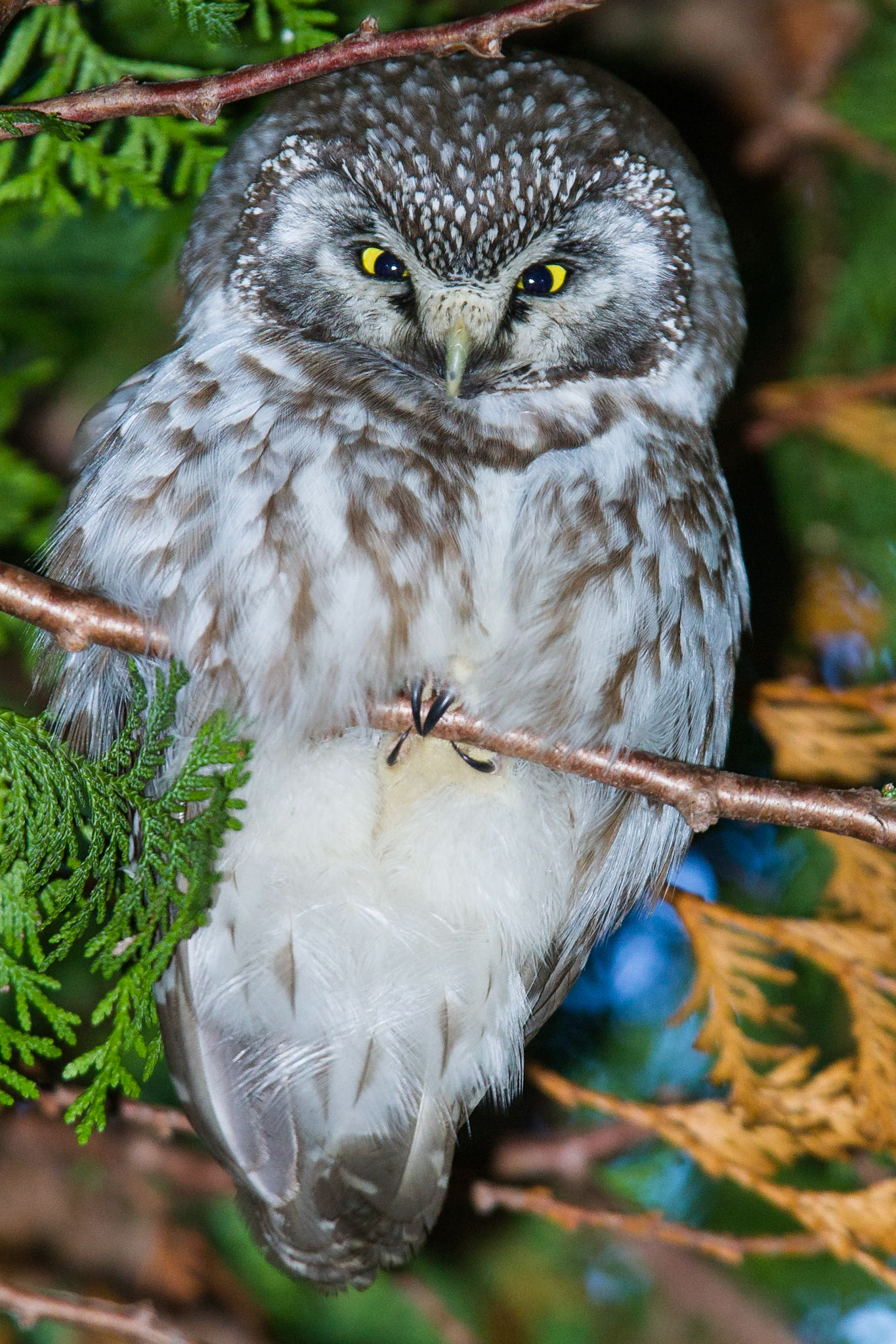 Pärluggla / Tengmalm's Owl, Alnarp 2011