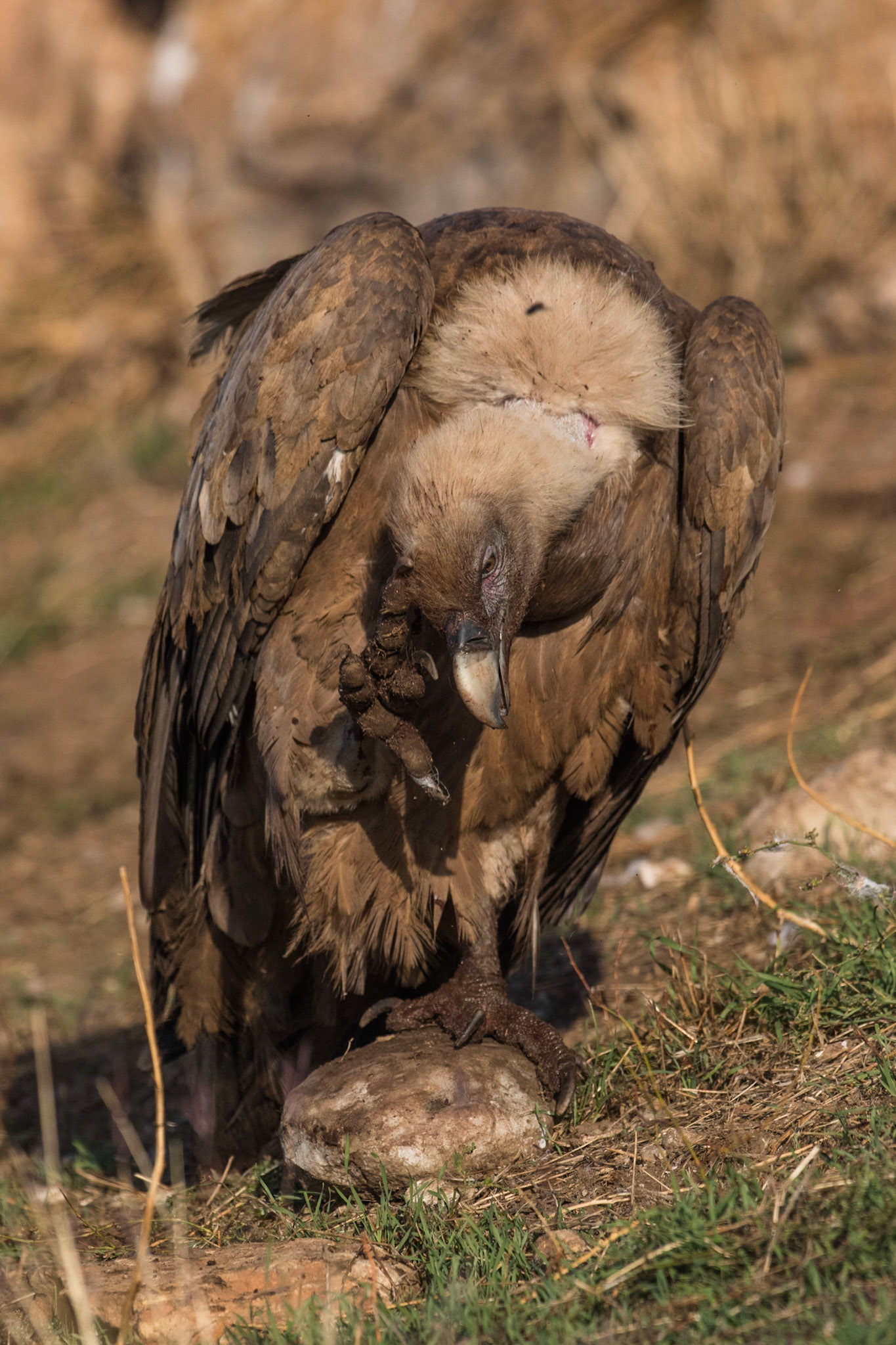 Gåsgam / Eurasian Griffon Vulture, Tremp Spanien 2017