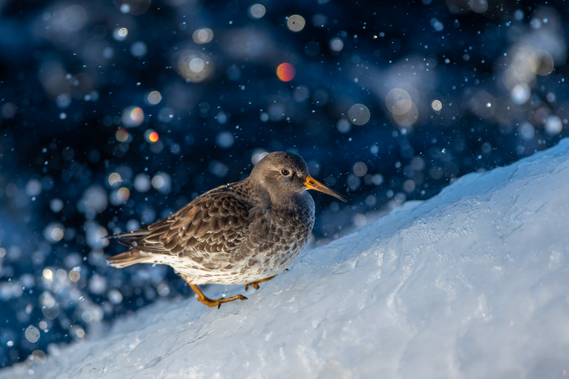 Skärsnäppa / Purple Sandpiper, Limhamn 2021