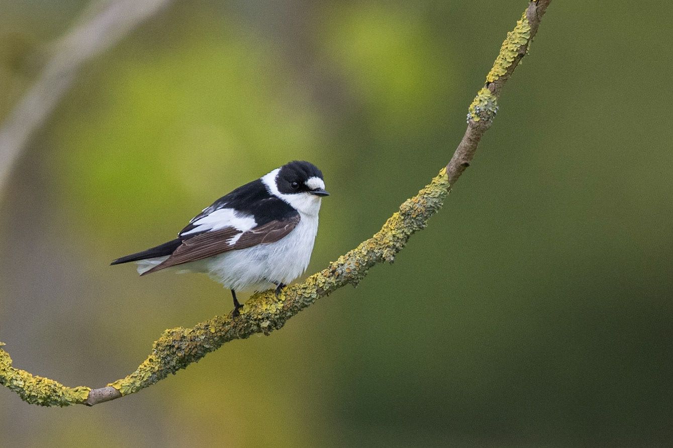 Halsbandsflugsnappare / Collared Flycatcher, Kävlinge golfbana 2017