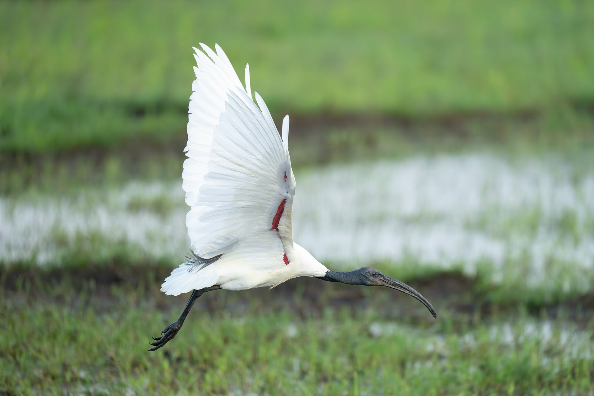 Black-headed Ibis / Orientibis, Hiriwaduna, Sri Lanka 2025