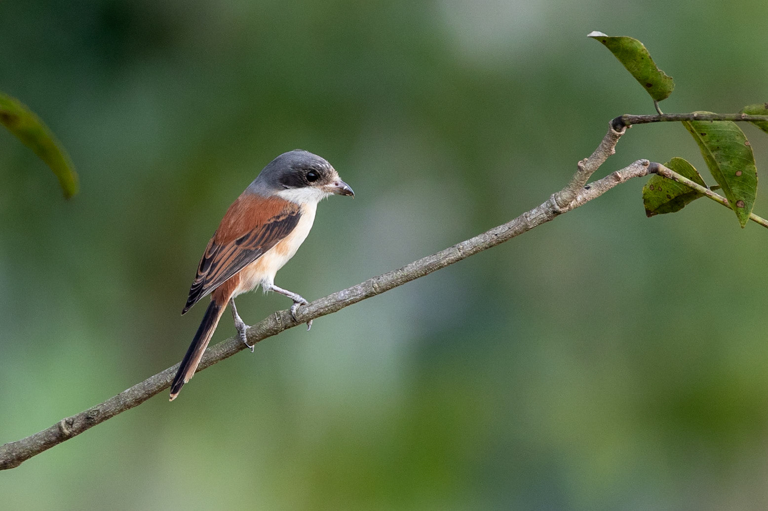 Kastanjeryggig törnskata / Burmese Shrike, Kaeng Krachan, Thailand 2018