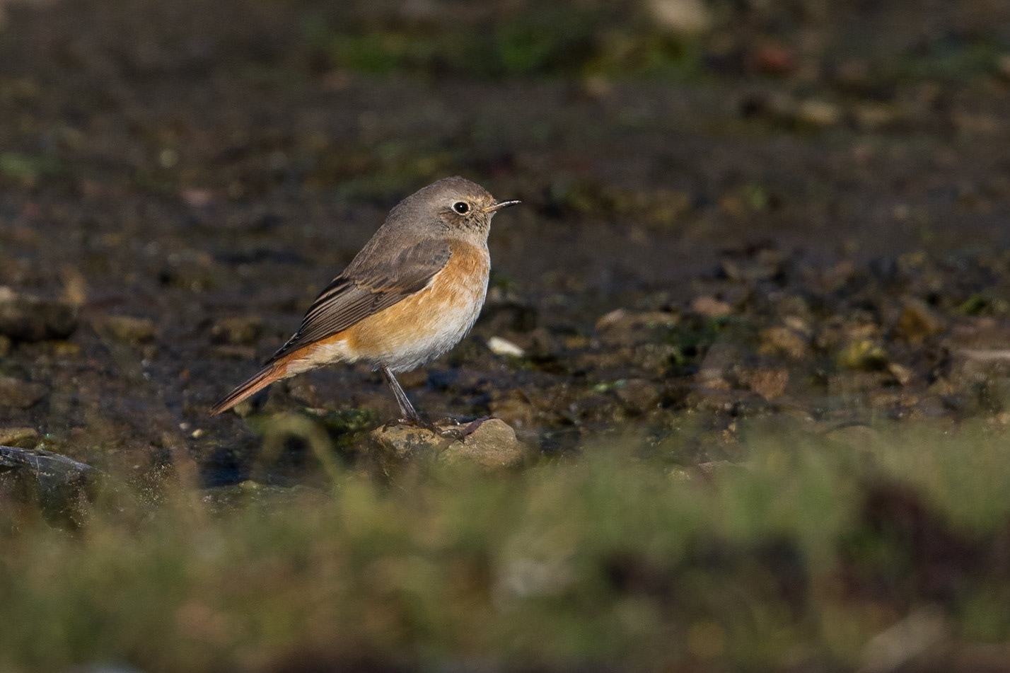 Rödstjärt / Common Redstart, Ottenby Öland 2017