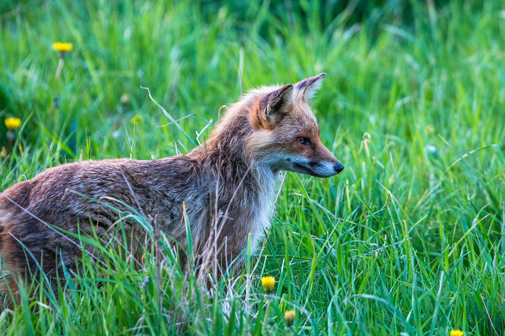 Räv / Fox, Silvåkra 2017