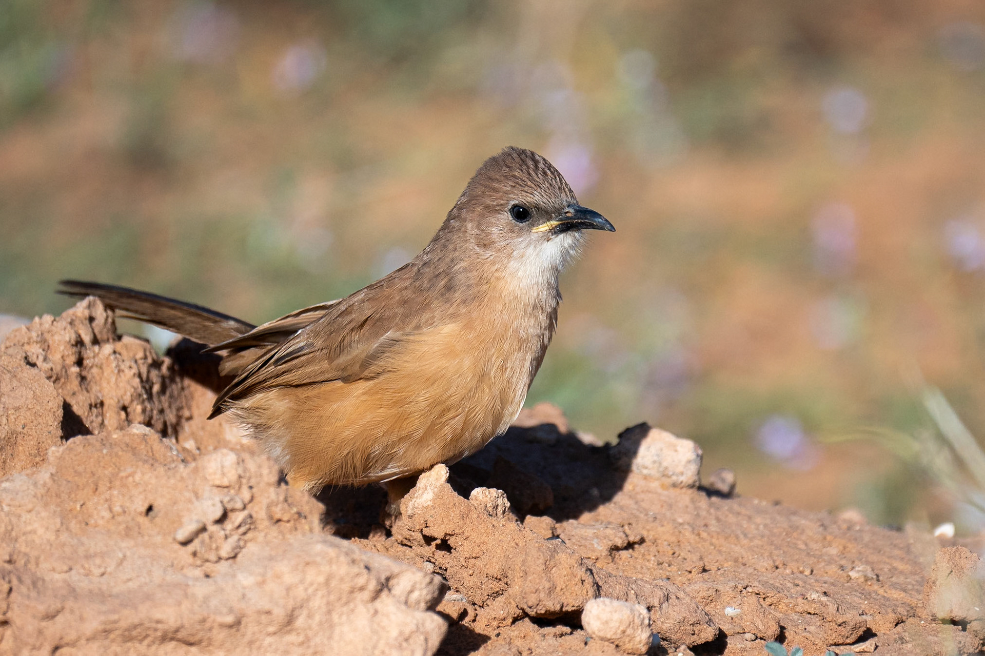 Fulvous Babbler / Saharaskriktrast, Merzouga Morocco 2024
