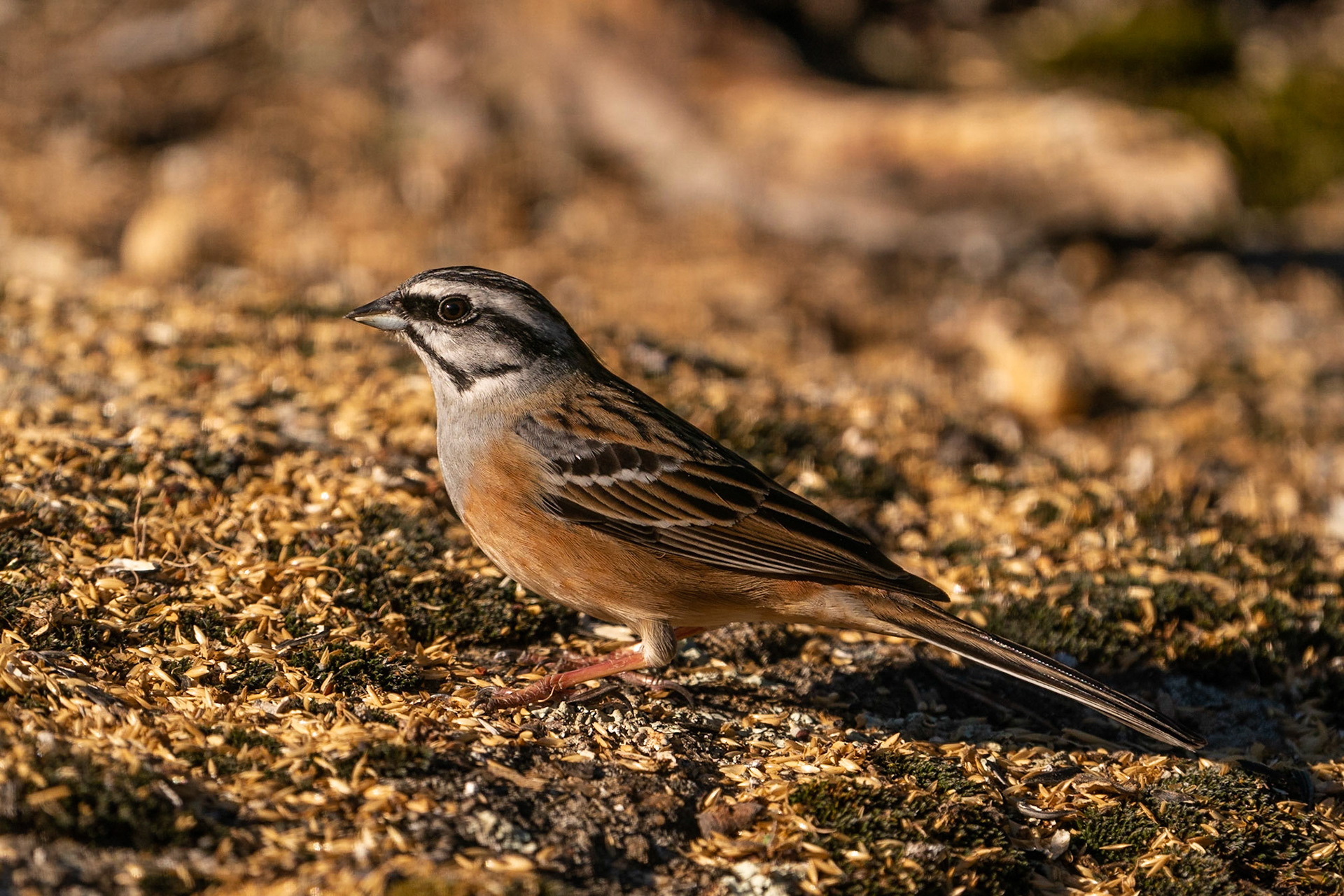 Klippsparv / Rock Bunting, Sierra du Andujar, Spanien 2022