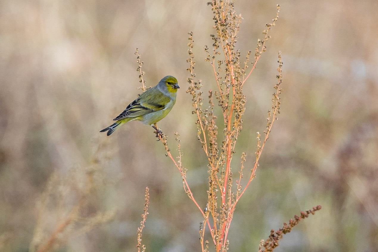 Citronsiska / Citril Finch, Santa Cilia Spanien 2017