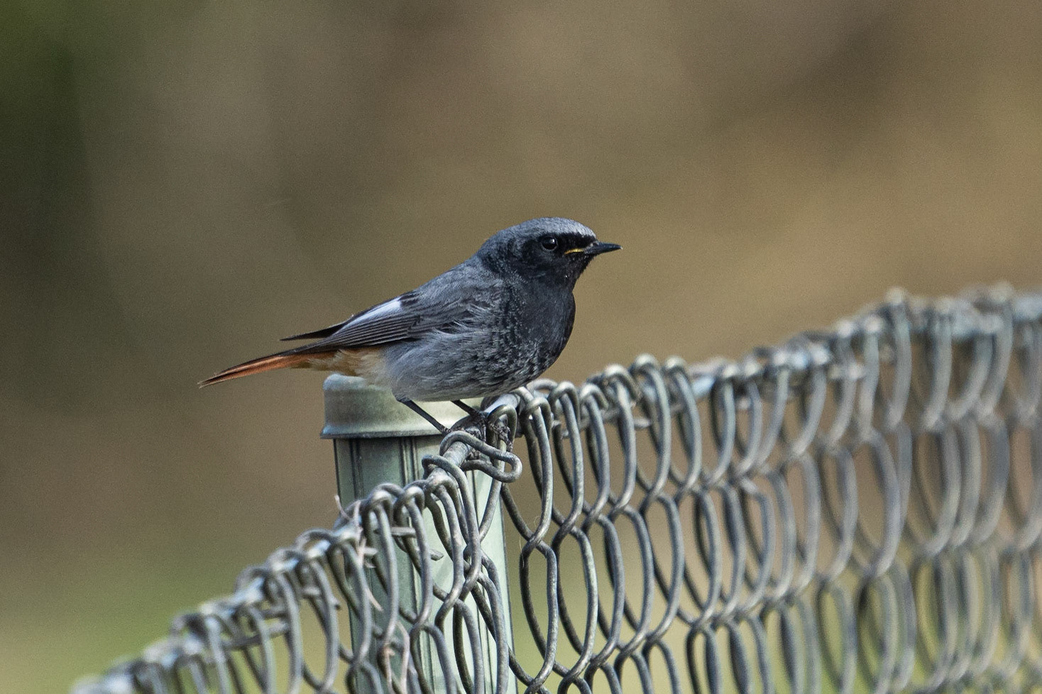 Svart rödstjärt / Black Redstart, Borgeby 2023