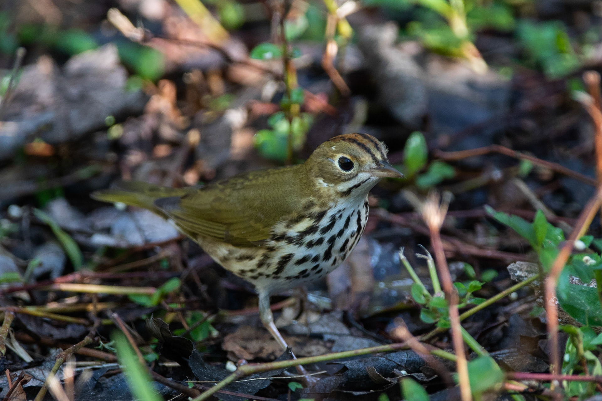 Rödkronad piplärksångare / Ovenbird, Crokscrew Swamp, Florida USA 2019