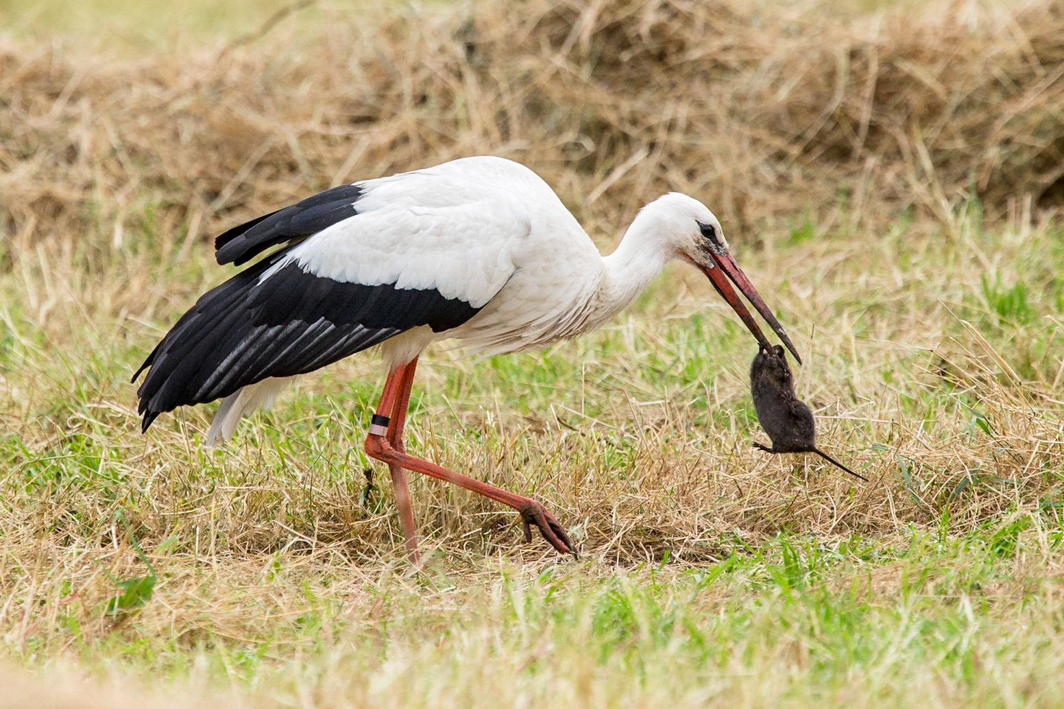 Vit stork  / White Stork, Vombs ängar 2014