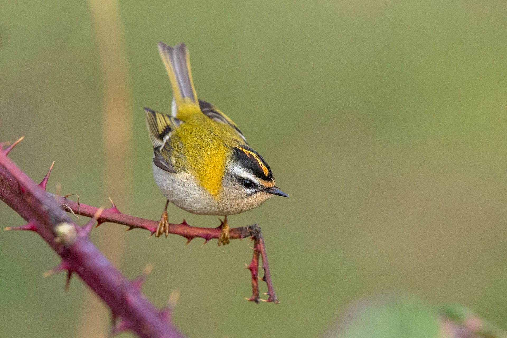 Brandkronad kungsfågel / Firecrest, Valdemarsro Malmö 2017