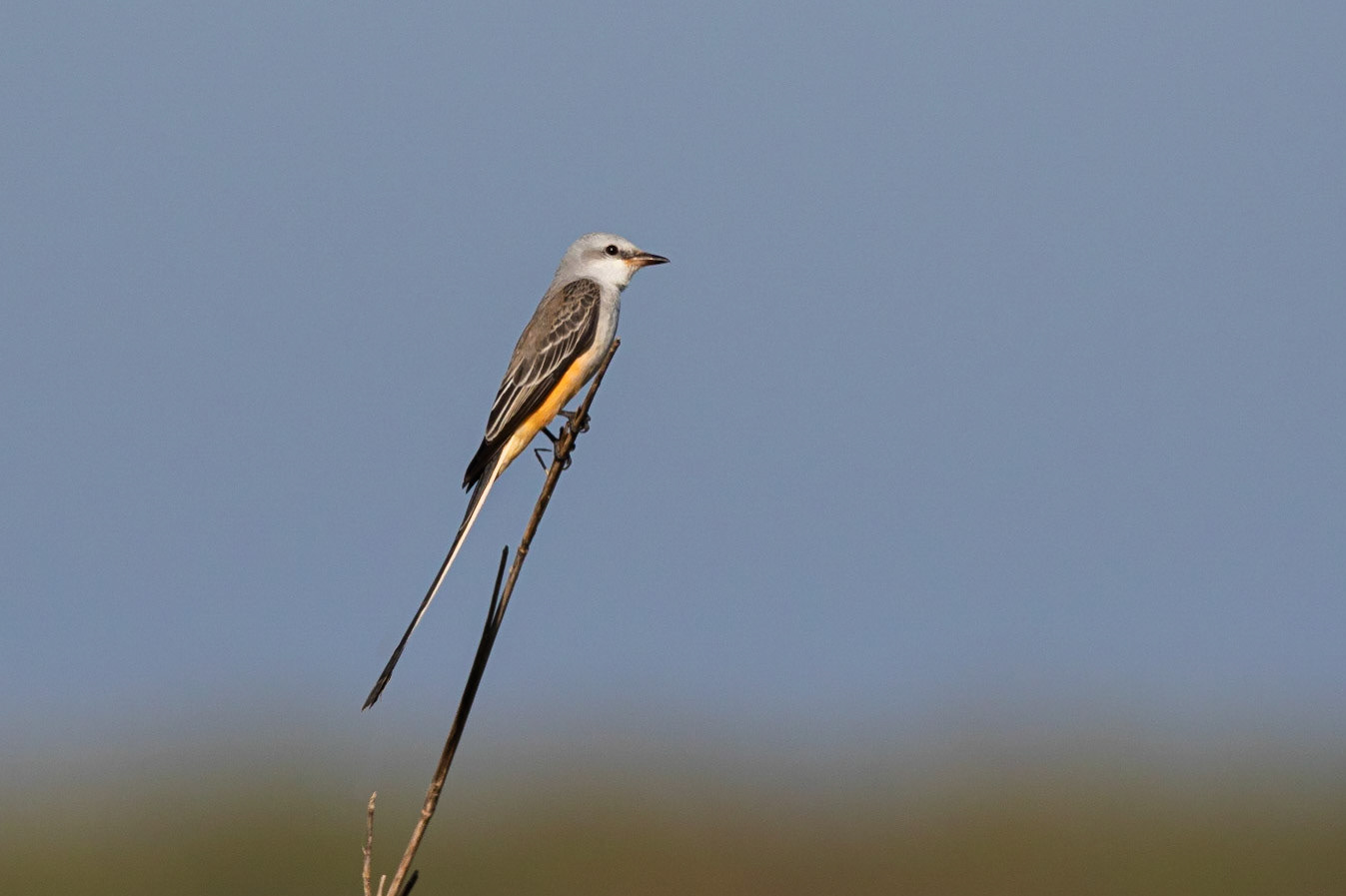 Saxstjärtstyrann / Scissor-tailed Flycatcher, Frog Pond, Florida USA 2019