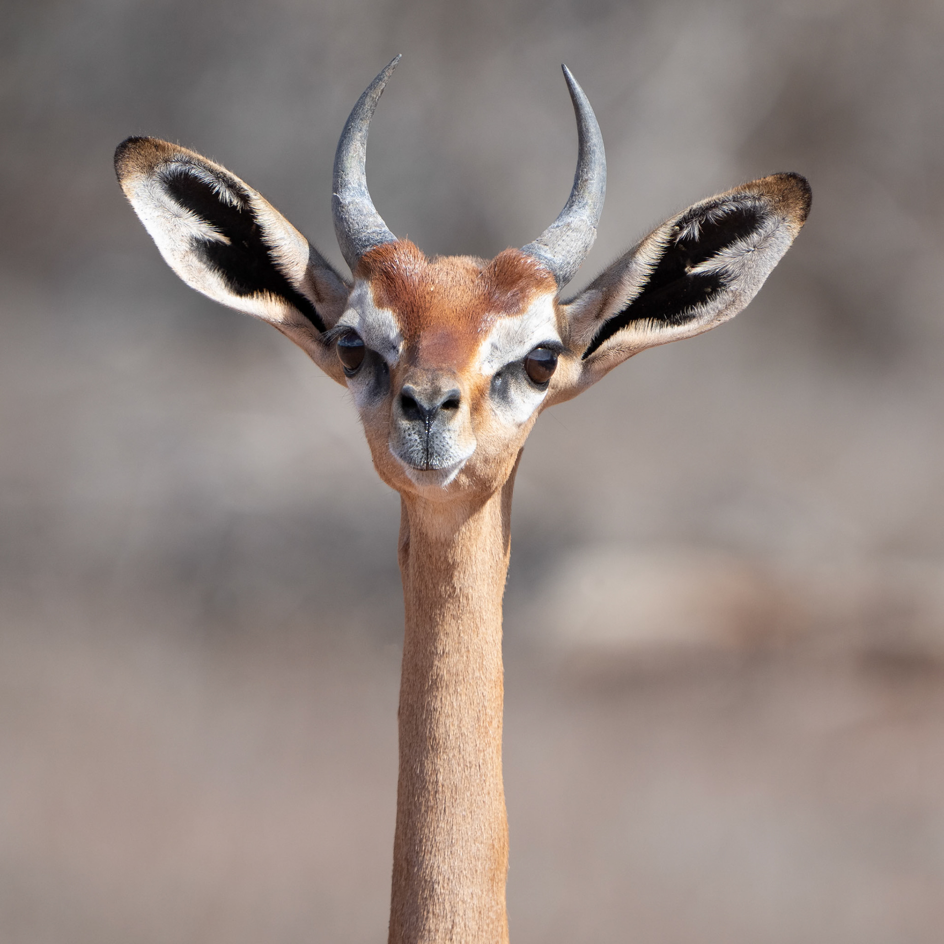 Gerenuk / Giraffgasell, Tsavo East Kenya 2022