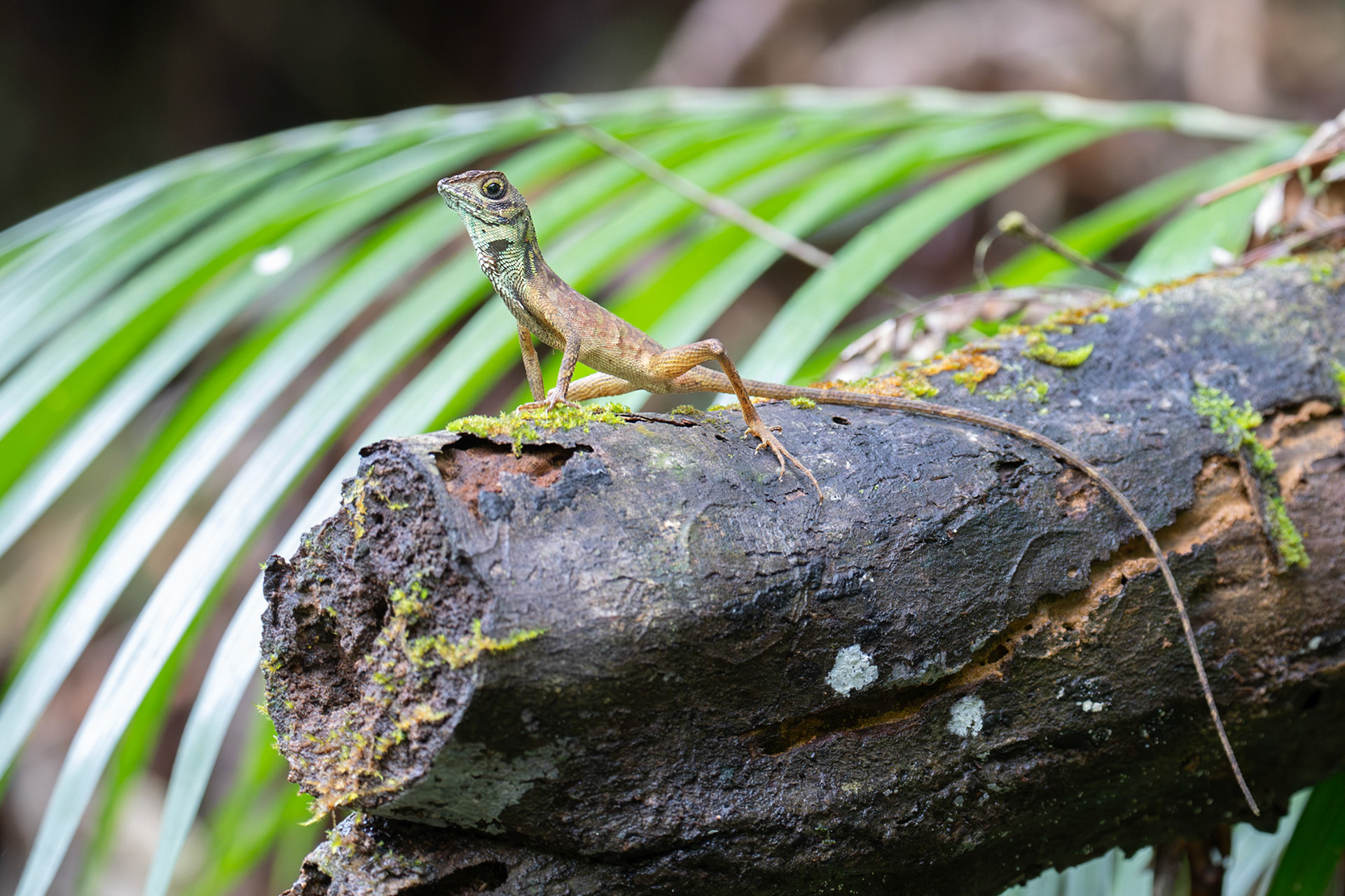Black-spotted Kangaroo Lizard, Sinhiraja, Sri Lanka 2025