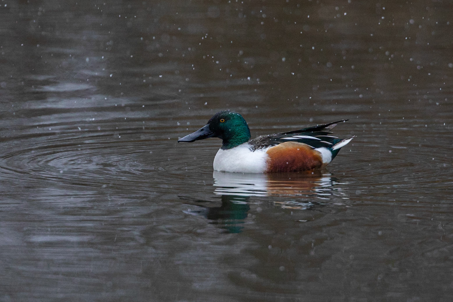 Skedand / Northern Shoveler, Fredentorp 2021