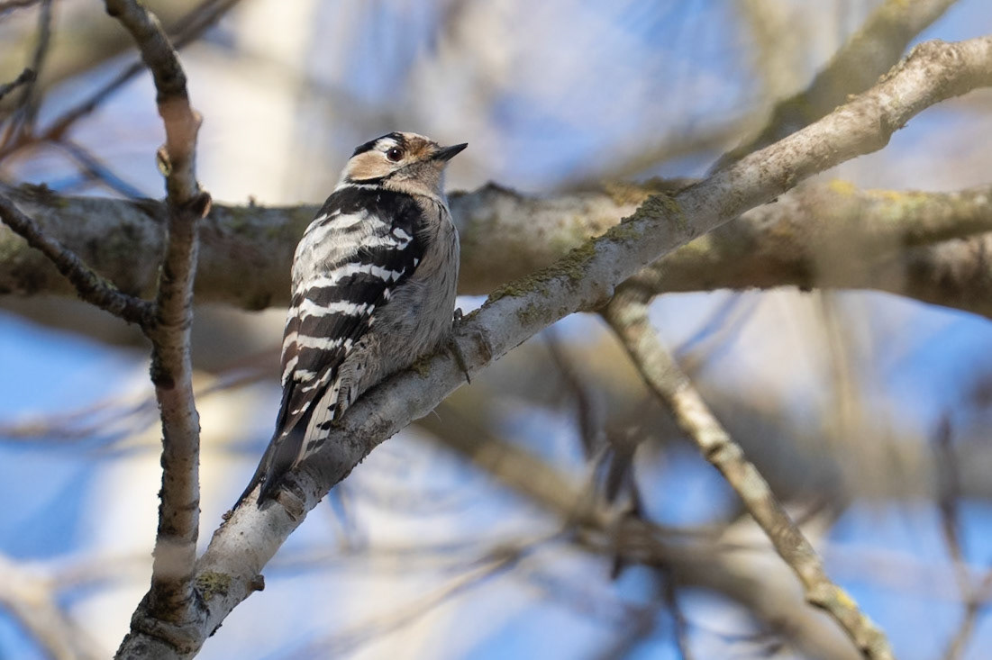 Lesser Spotted Woodpecker / Mindre hackspett, Silvåkra 2026