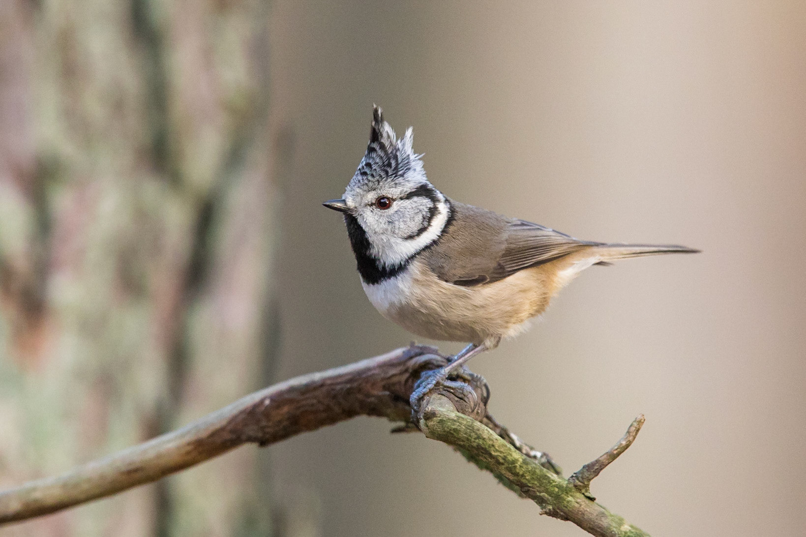 Tofsmes / Crested Tit, Vombs furu 2016