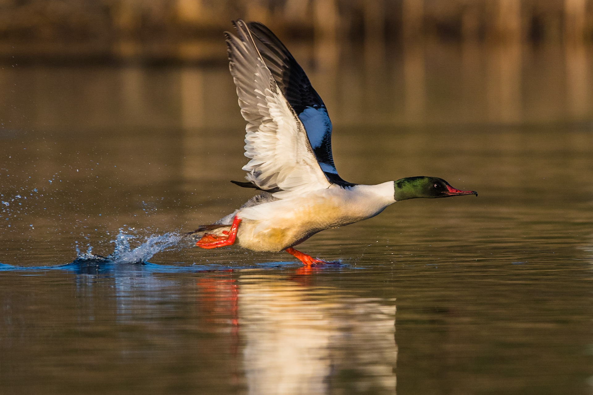 Storskrake / Goosander, Lunds reningsverk 2015