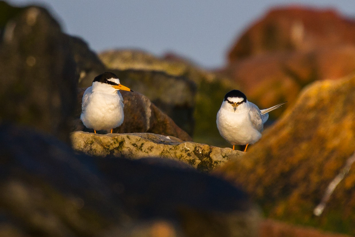 Småtärna / Little Tern, Lomma 2011