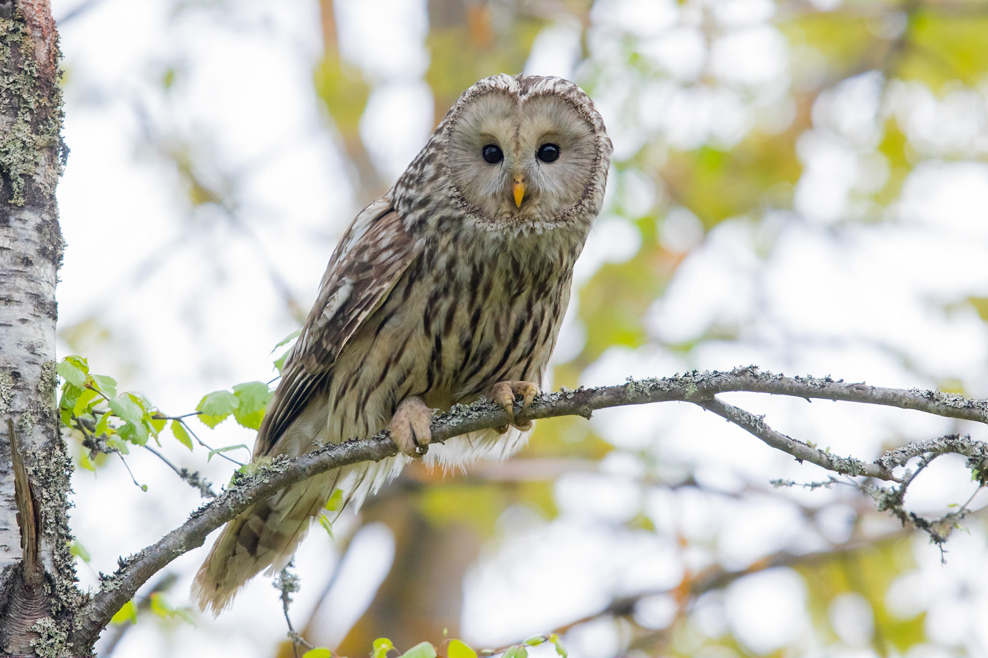 Slaguggla / Ural Owl, Uppland 2016