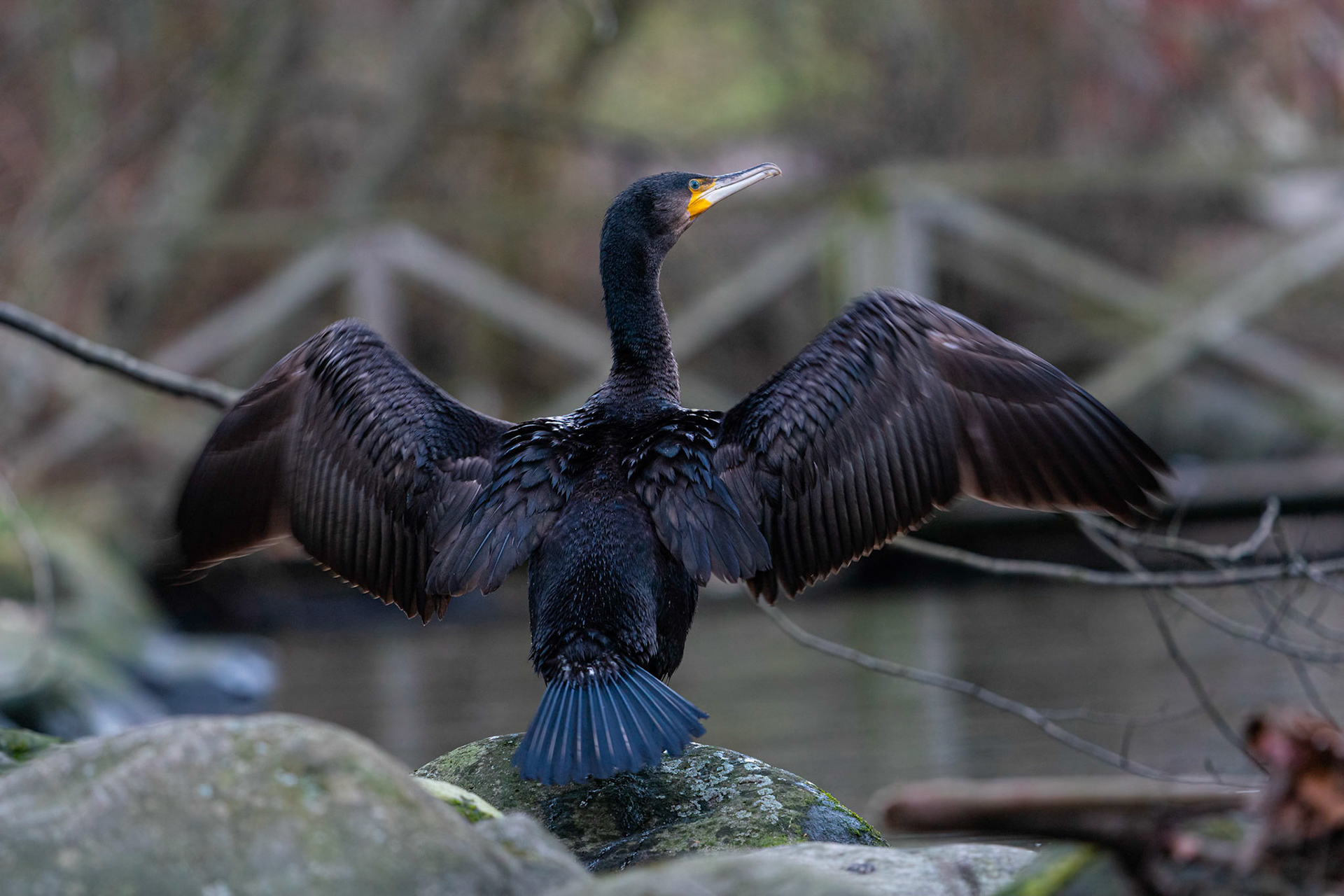 Storskarv / Great Cormorant Jordbodalen 2022