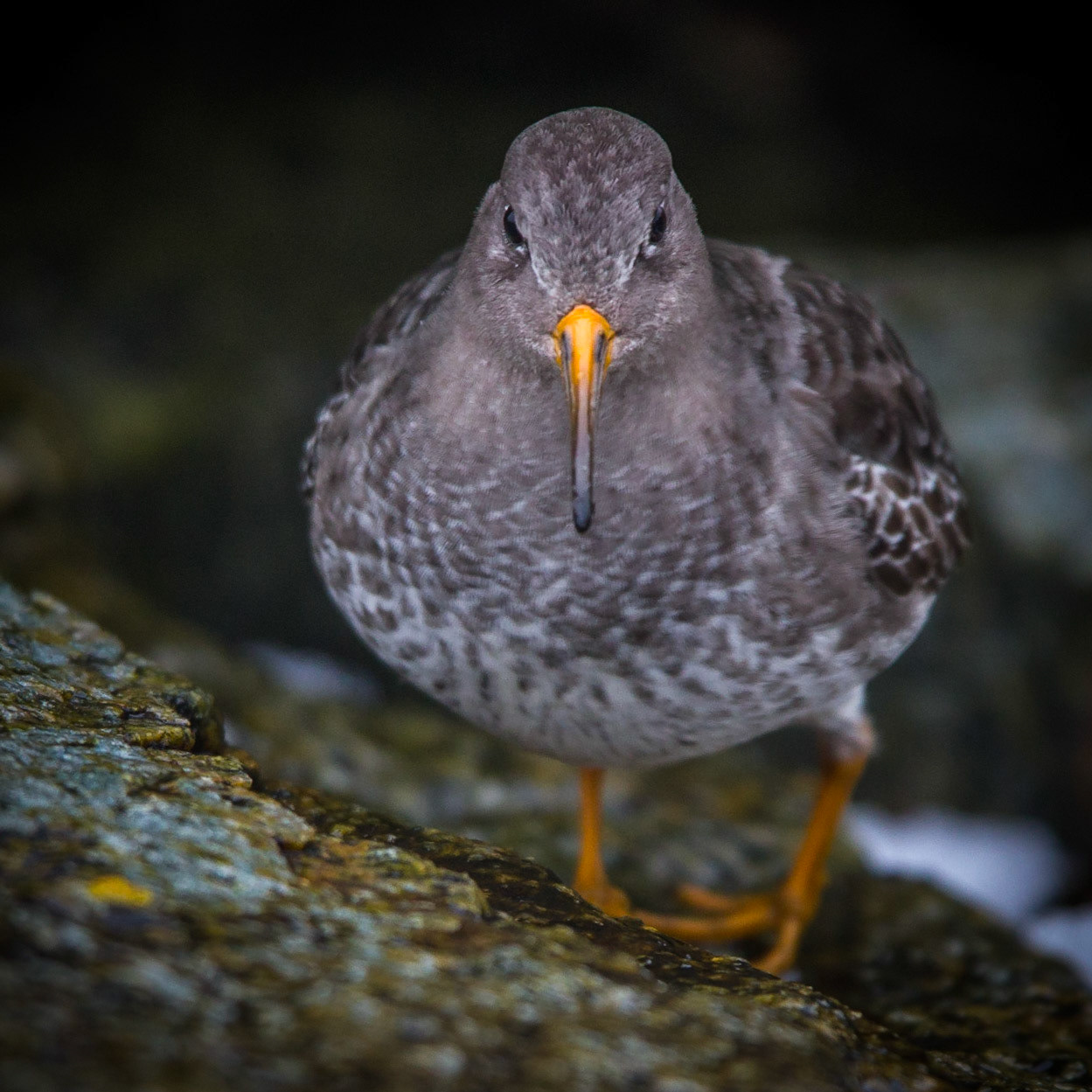 Skärsnäppa / Purple Sandpiper, Falsterbokanalen 2013