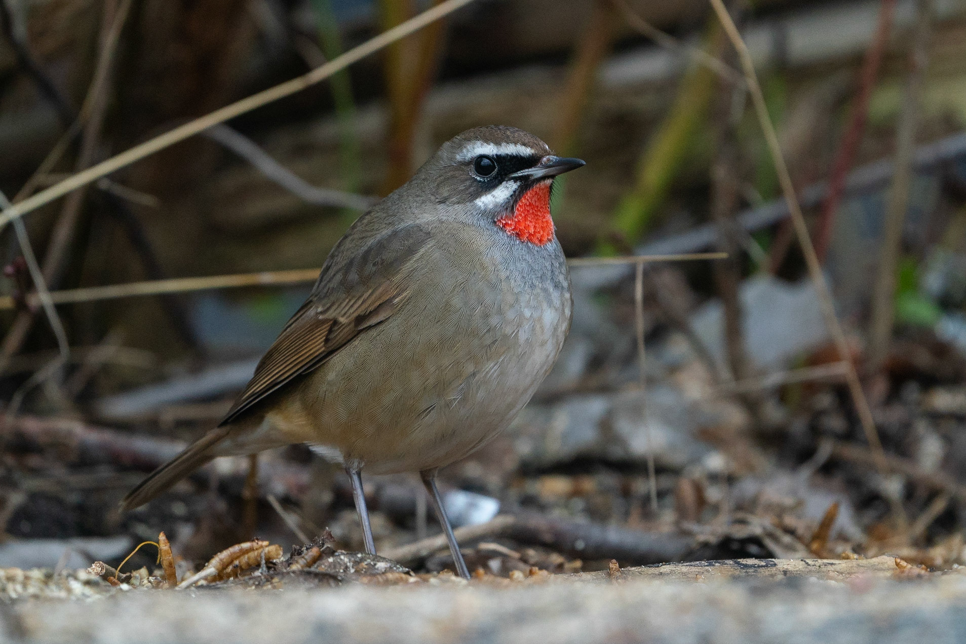 Rubinnäktergal / Siberian Rubythroat, Vargön 2022