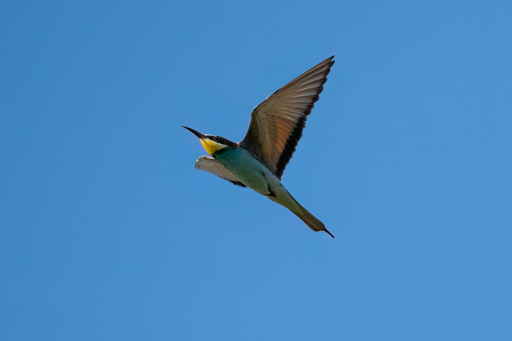 Biätare / European Bee-eater, Backåkra 2022