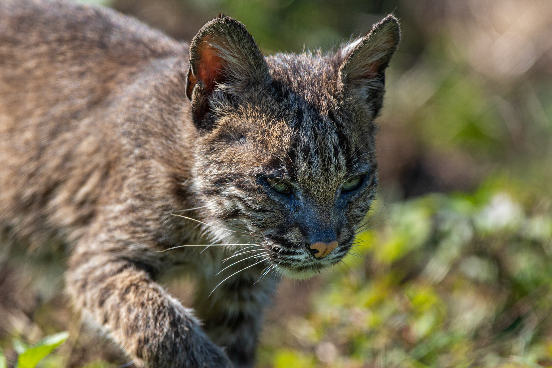 Rödlo / Bobcat, Merritt Island, Florida USA 2019