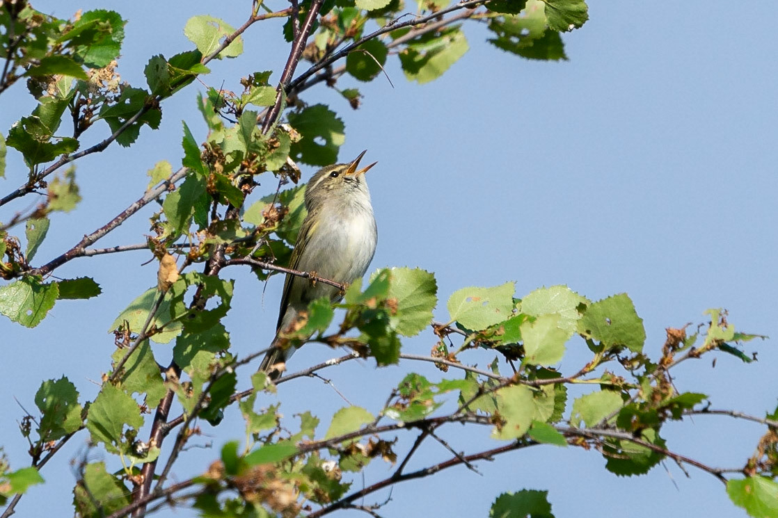 Nordsångare / Arctic Warbler, Abisko 2022