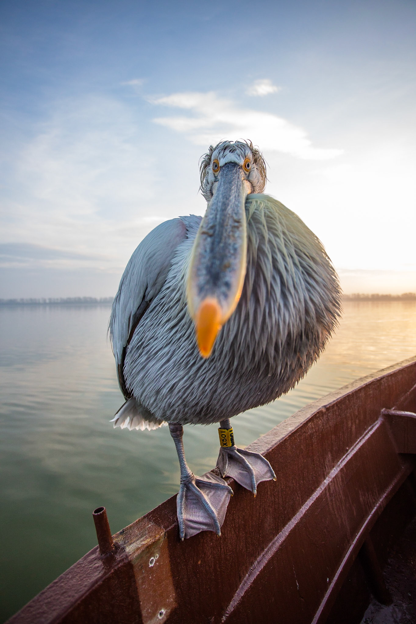 Krushuvad pelikan / Dalmatian Pelican, Kerkini lake Greece 2017