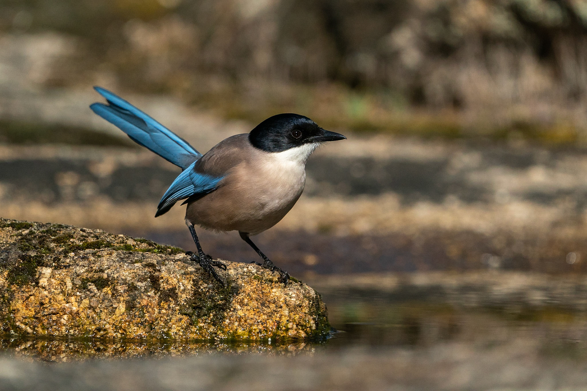 Iberisk blåskata / Iberian Magpie, Sierra du Andujar, Spanien 2022